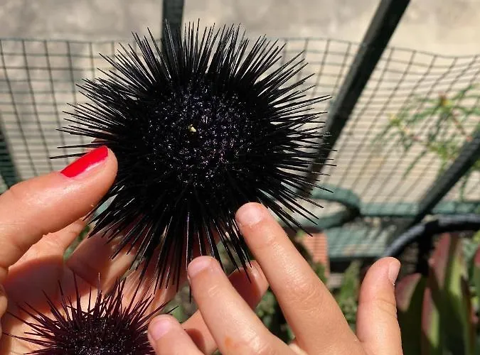 Centro Storico Flat 7 Mins From Port * Lipari (Isola Lipari)